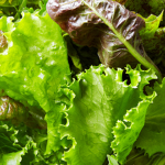 Lettuce cult (Awakened)