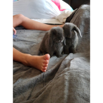 BUNNIES ARE VERY CUTE