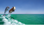 dolphin cow