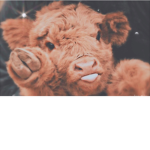 •The Cows•