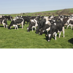 Cow gang ;)