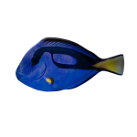 Blue Tropical Fish