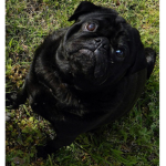 Pugs are the best pugs United