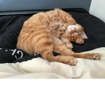 ###kittysquad