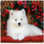 Samoyed