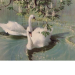 -Loveable Swans-