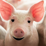 teh team piggys group