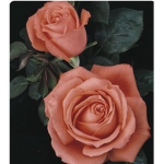 fruites flower