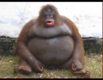 Monkeh developers