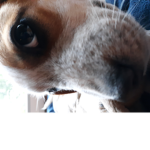 Blue Beagle Studios