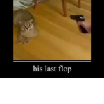 Ms.floppa hang out!