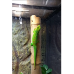 -Lizards-