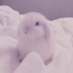 bunniebuns:D