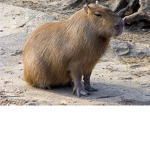 Corny cafe + capybara cafe