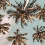 The tropical hangout