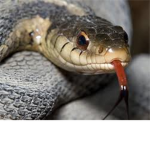 save the snakes:)