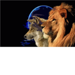 wolfs and lions