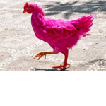 Chicken poop