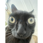 jinx the cat fanclub