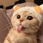 Azley loves cats group (true)