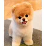 #cute puppy’s