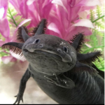 Favorite Axolotl