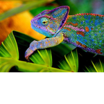 chameleonz