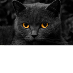 BLACK CAT OFFICAL GROUP