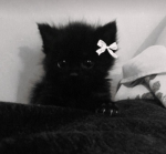 -French—Kitties-