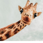 The giraffe group lol
