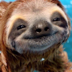 Team Sloth Fan Club! #Coolest Group