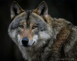 Wolf chat