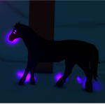 Dark horse academy