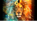 leo bois
