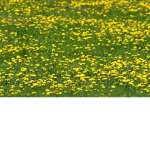 Dandelion field .