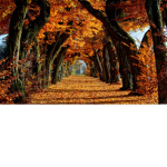 fall_group