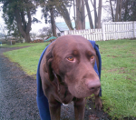 otis da dog