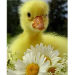 Hi mami ;) lol