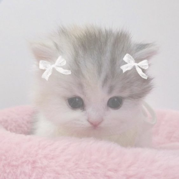 ssacrificiall :3