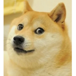 Dogez United!