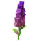 Sugar Snapdragon produce