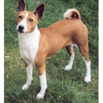 The official Basenji Squad
