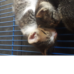 고양이 cat