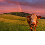 The Cow Place :D