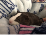 Lil Guinea pig