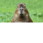 CAPYBARA HOUSEHOLD