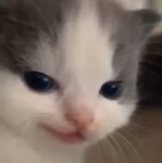 Fairy kitten