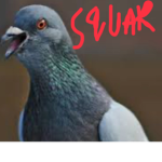 pigeons_king