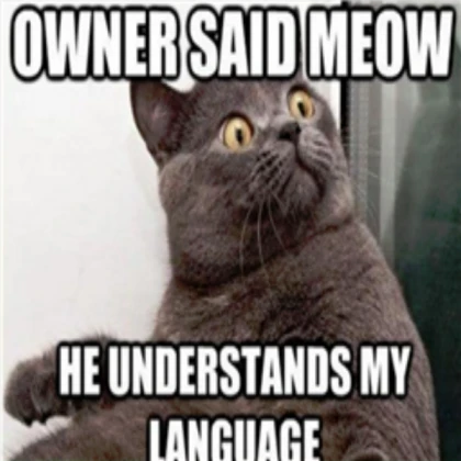 Kitten image