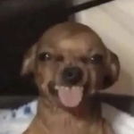 n̆̈ŏ̈ŏ̈b̆̈ĭ̈ĕ̈s̆̈